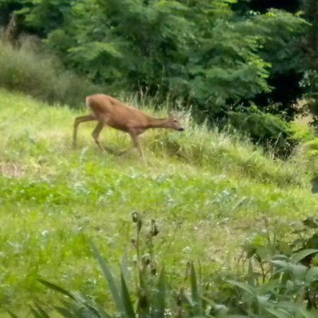 Agriturismo Bosco Fiorito Villa Múggia Kültér fotó