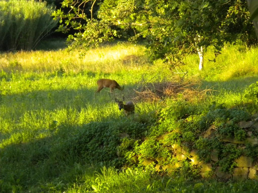 Agriturismo Bosco Fiorito Villa Múggia Kültér fotó