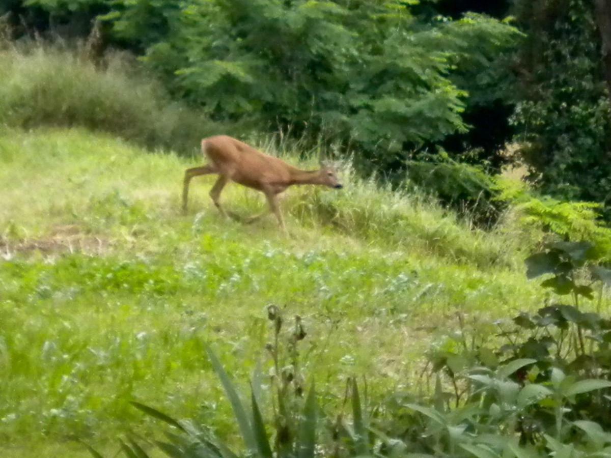 Agriturismo Bosco Fiorito Villa Múggia Kültér fotó
